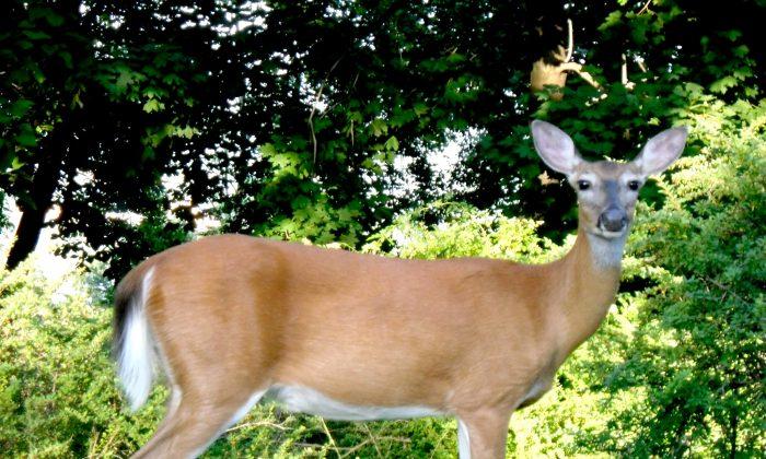 CDC: ‘Zombie Deer Disease’ Now in 24 American States, 2 Canadian Provinces