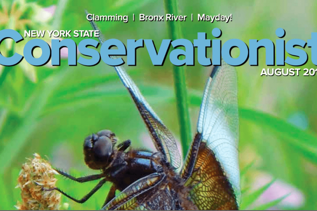DEC’s ‘Conservationist’ Magazine Now Digital
