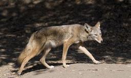 2nd Child Attacked by Coyote in Winnipeg Within a Week