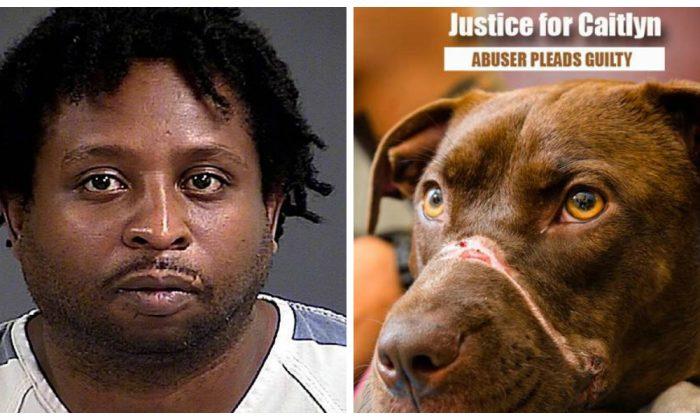 Man Pleads Guilty to Taping Dog’s Mouth Shut