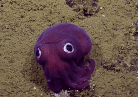 This Recently Spotted Googly-Eyed Sea Creature Has Become an Internet Star (Video)
