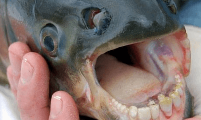 Fish With ‘Human Teeth’ Being Found in Michigan Lakes