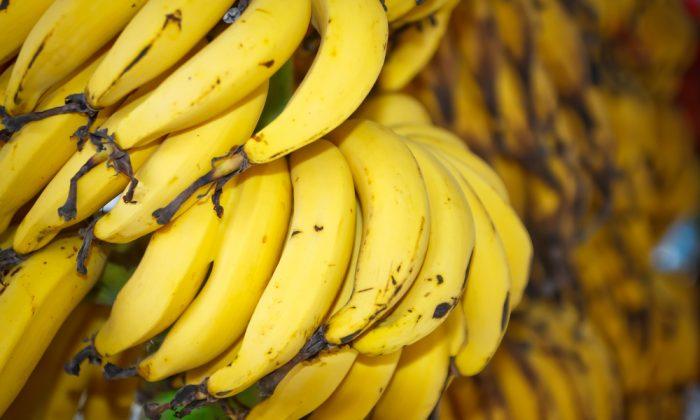 Fungi Could Wipe out Bananas in 5 to 10 Years