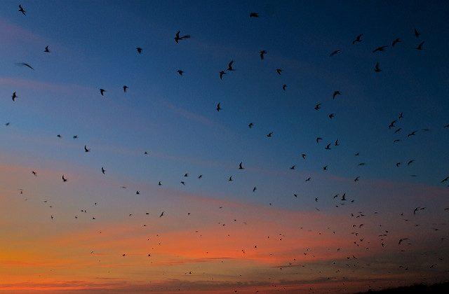 Why We Need Global Action to Protect Migratory Birds