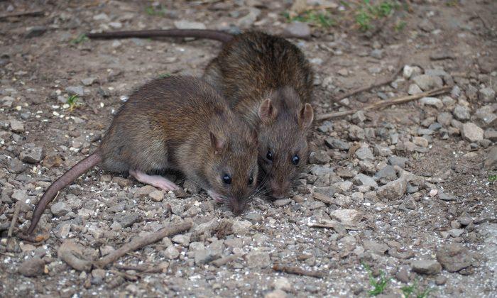 NYC Is Winning Some Battles Against Rats, but War Far From Over