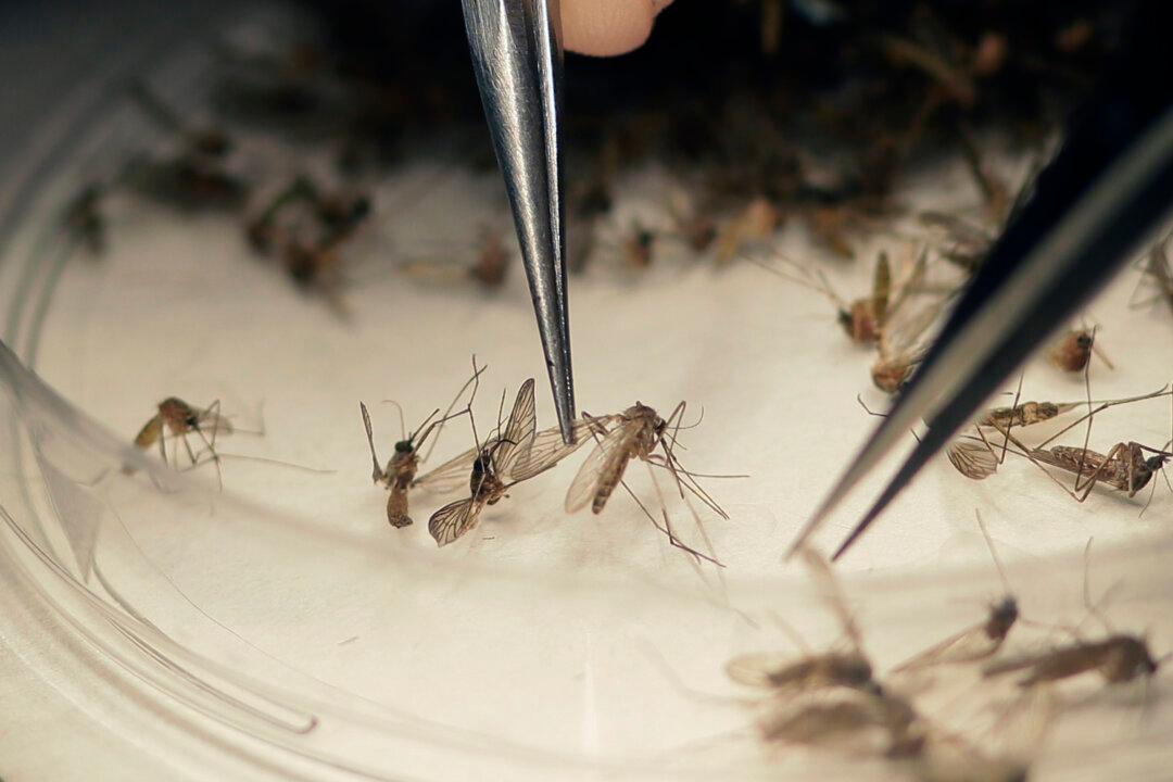 Health Official: Gulf Coast States Most Vulnerable to Zika