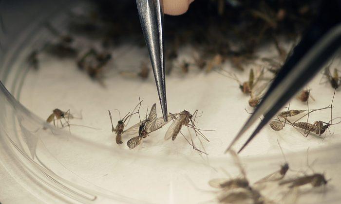 Health Official: Gulf Coast States Most Vulnerable to Zika