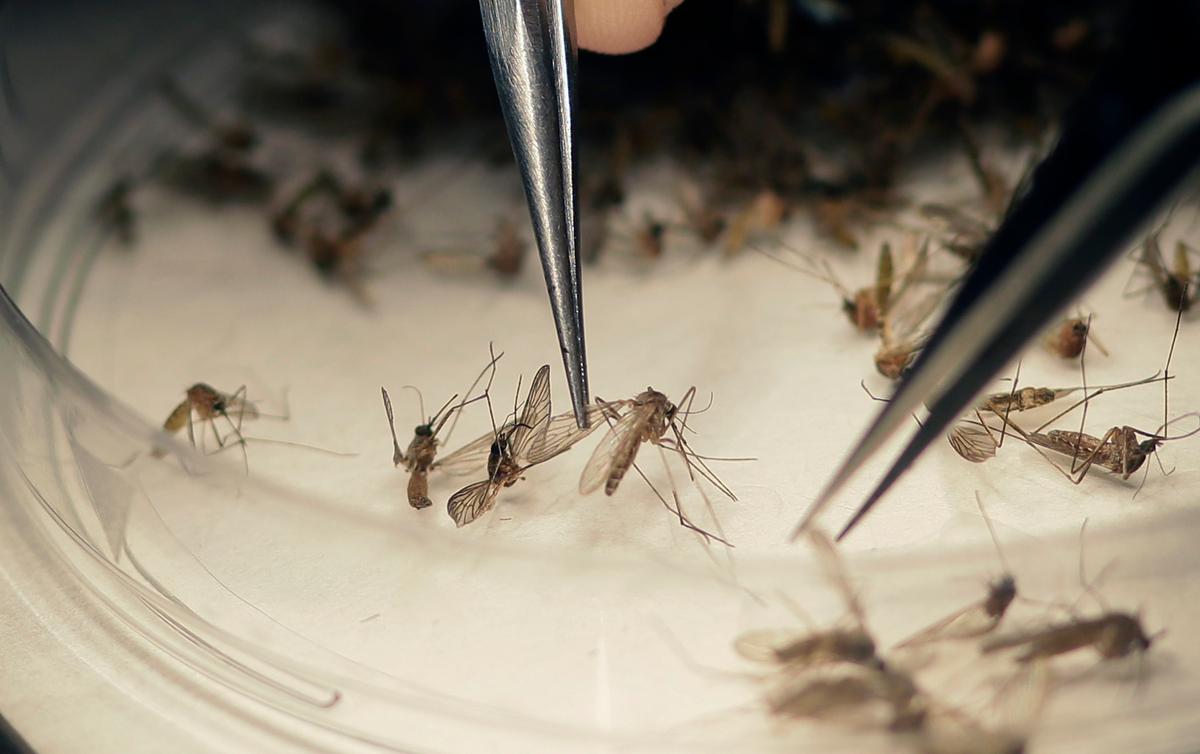 Health Official: Gulf Coast States Most Vulnerable to Zika