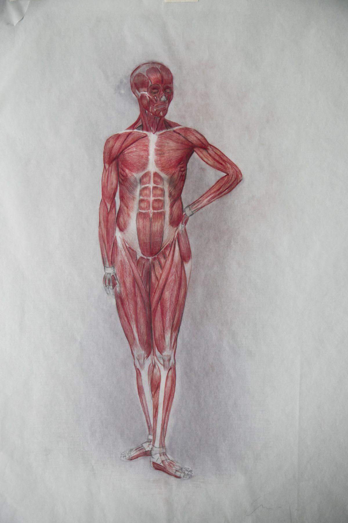 Anatomy musculature sketch by Amaya Gurpide. (Samira Bouaou/Epoch Times)