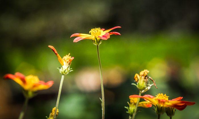 Photo Gallery: Summer Flowers in Bloom at the Orange County Arboretum