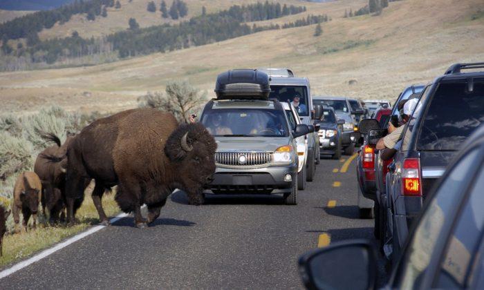 Video: Man Taunts Bison in Yellowstone National Park
