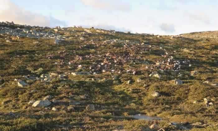 Lightning Strikes Kill 323 Reindeer in Norway