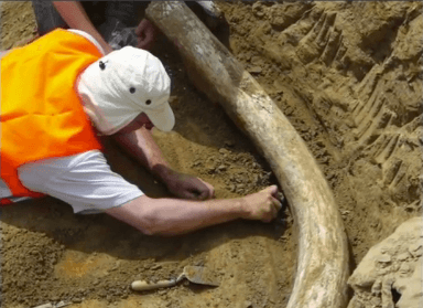 Million-Year-Old Mammoth Tusks Unearthed During Roadwork (Video)