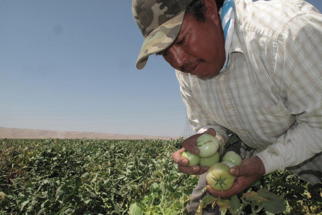 California Farmworkers on Edge Over Historic Overtime Bill