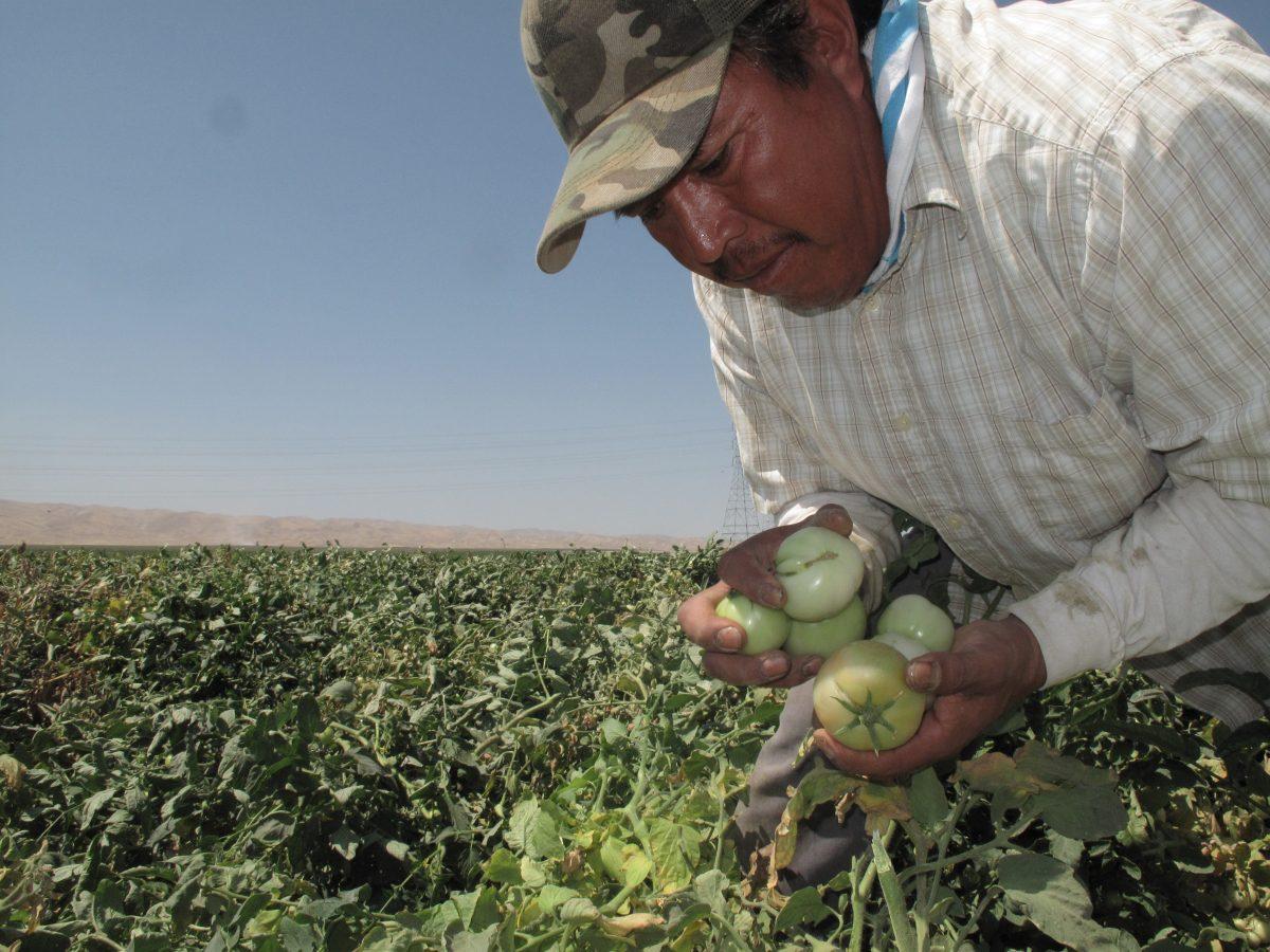 Farmworker Florentino Reyes picks tomatoes in a field near Mendota, Calif., on Aug. 30, 2016. (Scott Smith/AP Photo)
