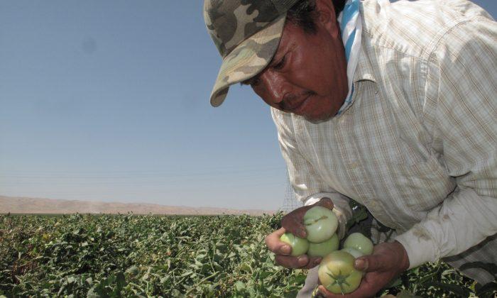 California Farmworkers on Edge Over Historic Overtime Bill