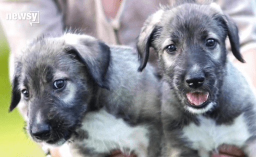 First Documented Identical Twin Puppies Born in South Africa (Video)