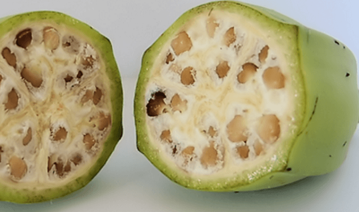 Fruits and Vegetables Looked Very Different Before Humans Domesticated Them