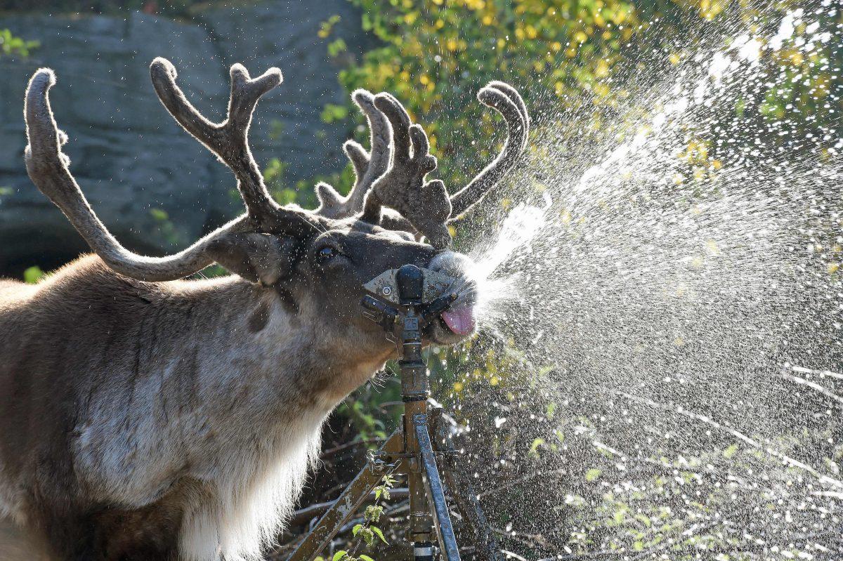 Caribou Lindsay refreshes with a water sprinkler at the zoo in Hanover, Germany, on Sept. 2, 2016. (Holger Hollemann/AFP/Getty Images)