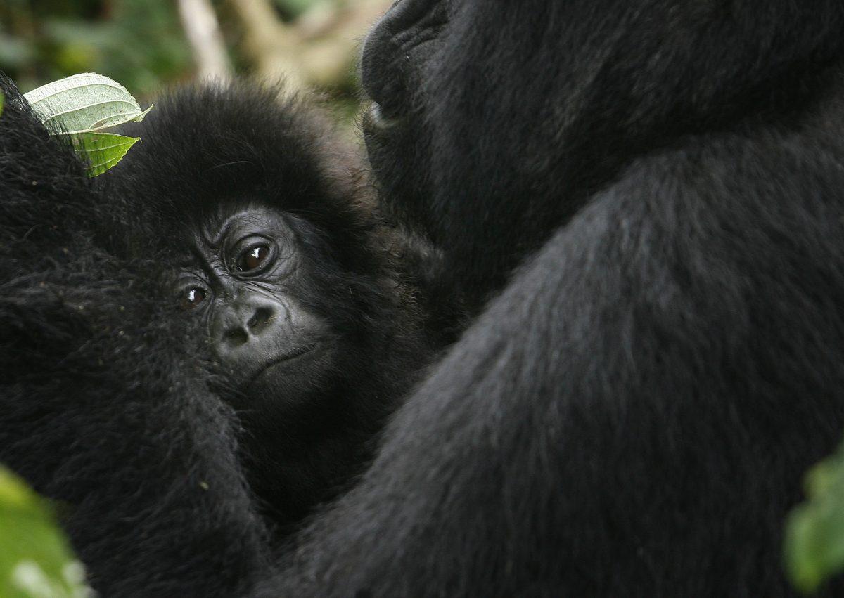 A baby gorilla is held by an adult in the Virunga national park, near the Uganda border in eastern Congo, in this Nov. 25, 2008, file photo. The eastern gorilla has been listed as endangered. (AP Photo/Jerome Delay, File)