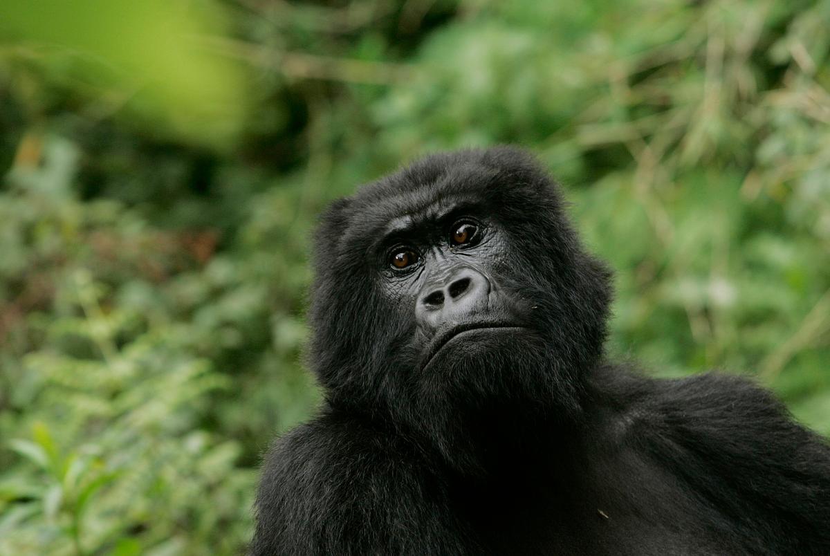Largest Gorillas Now Critically Endangered, Poaching and Islamic Terrorists Hurt Conservation Efforts