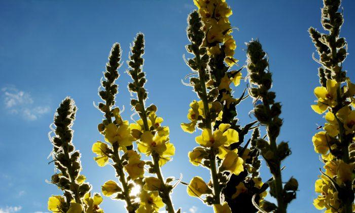 Mullein, the Magical Plant That Sets Bones and Alleviates Coughs