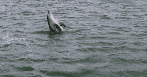 Dolphin sighted during a tour with Encounters With Dolphins. (Channaly Philipp/Epoch Times)