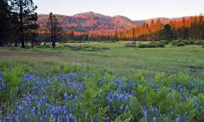 400 Acres Donated to Yosemite National Park