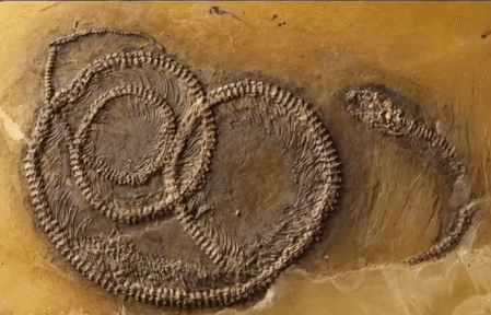 48-Million-Year-Old Fossil Shows Insect Inside Lizard Inside Snake (Video)