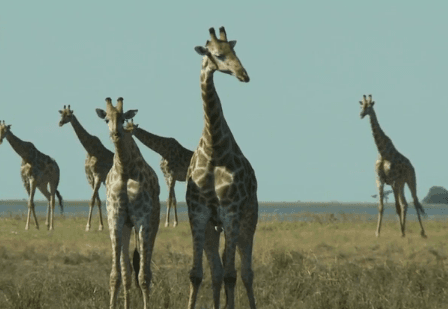 Study Finds There are Four Kinds of Giraffes, Not Just One (Video)
