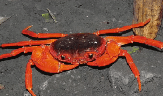 A Crab From Pet Market in China Found to Belong to New Species (Video)