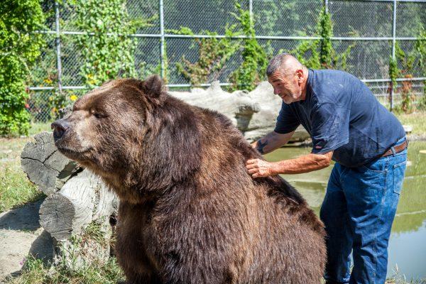 Jim Kowalczik scratching the back of 22-year-old Kodiak bear Jimbo in the bear’s enclosure at the Orphaned Wildlife Center in Otisville on Sept. 7, 2016. (James Smith)