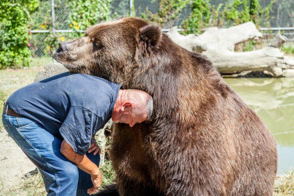 Jim Kowalczik with 22-year-old Kodiak bear Jimbo in one of the bear’s enclosures at the Orphaned Wildlife Center in Otisville on Sept. 7, 2016. (James Smith)