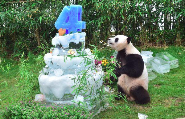 Panda Le Bao plays with his ice cake during a birthday event for a pair of giant pandas at South Korea's Everland Amusement and Animal Park in Yongin, south of Seoul, on July 10, 2016. (Jung Yeon-je/AFP/Getty Images)