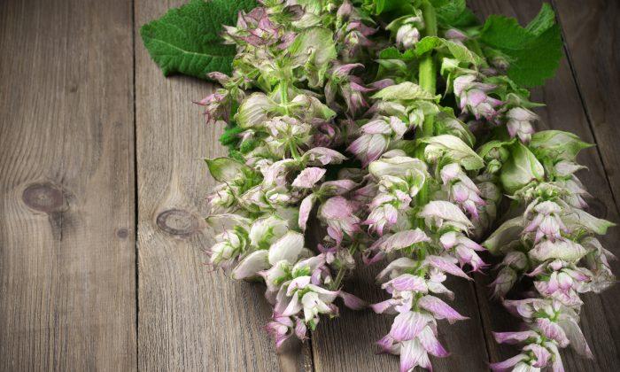 Clary Sage for a Calm Mind and Hormonal Balance