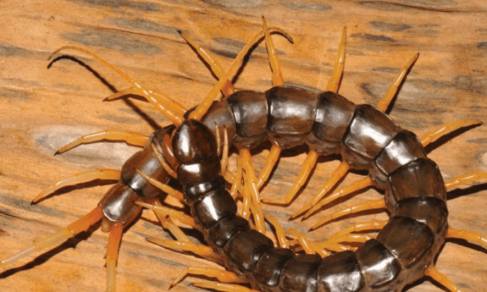 New Amphibious, ‘Horrific’ Centipede Discovered