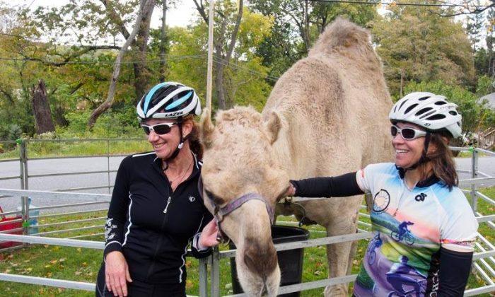 Bikers Ride with the Camels