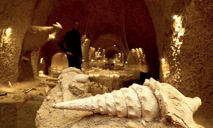 Under the Champagne Vineyards, Ancient Shells Offer Rare Look at the Past