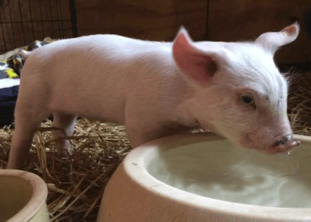 Piglet Determined to Live Jumps From Truck, Finds Permanent Home (Video)
