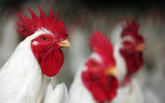 CDC Warns: Don’t Kiss Your Chicken