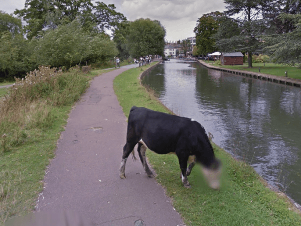 The cow in question (Google Streetview)