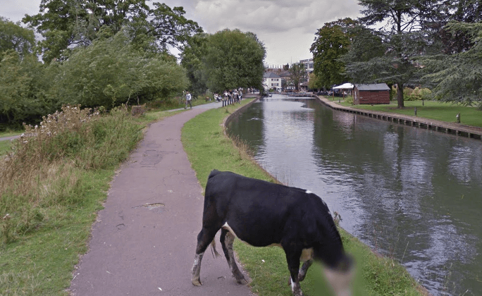 Cow’s Face Blurred on Google Street View