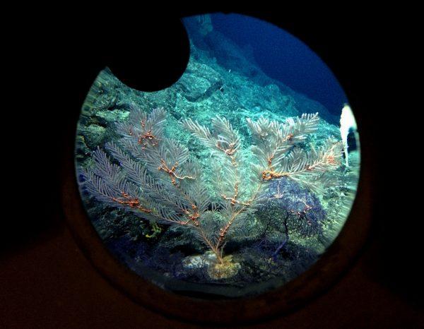 Deep sea coral is seen through an observation window of the Pisces V submersible during a dive to the previously unexplored underwater volcano off the coast of Hawaii's Big Island on Sept. 6, 2016. (Caleb Jones/AP Photo)