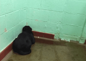 Abandoned Dog Paralyzed by Fear Keeps Looking at Wall (Video)