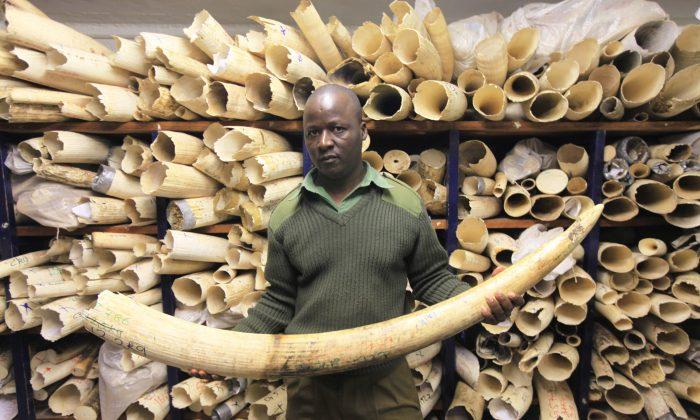 Global Efforts Against Ivory Traffickers Still Fall Short