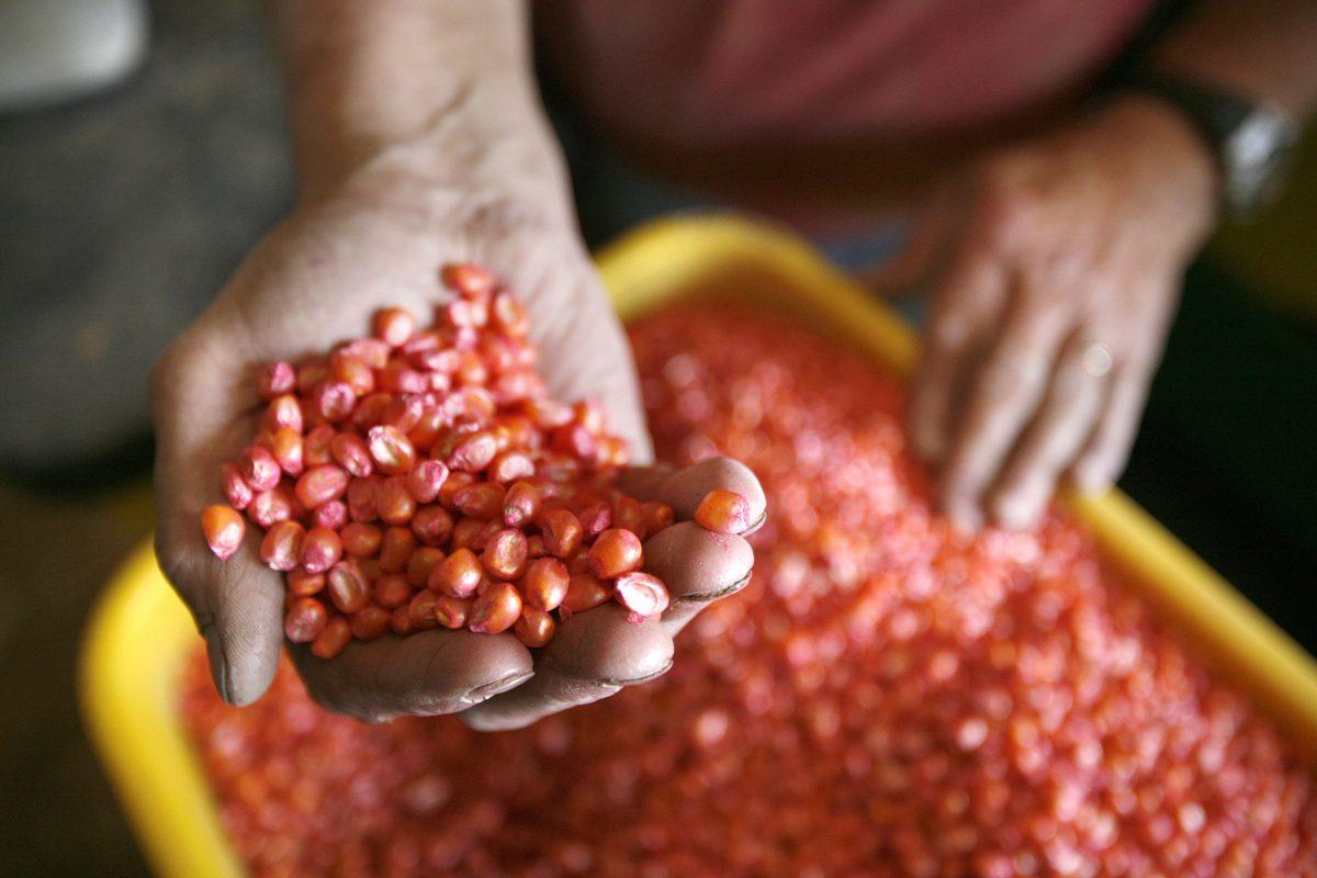 An Iowan farmer with Dekalb brand corn seeds, which is a subsidiary of Monsanto, in this file photo. (Mark Hirsch/Getty Images)