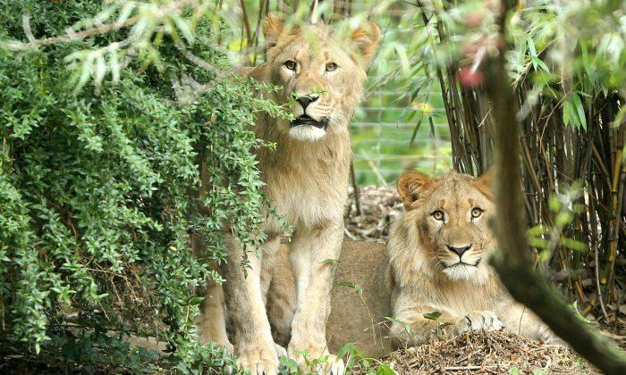 1 Lion Recaptured, 1 Killed After Escape at German Zoo
