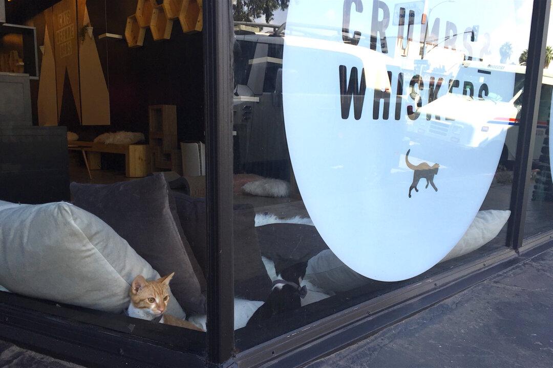 Los Angeles’ First Cat Cafe Is Cat-Lover Heaven