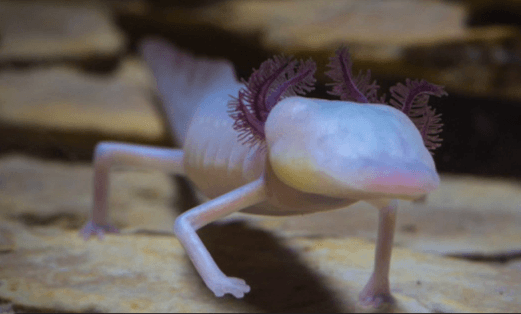 This Blind Salamander is the Cutest, Creepiest Creature You Will See Today (Video)