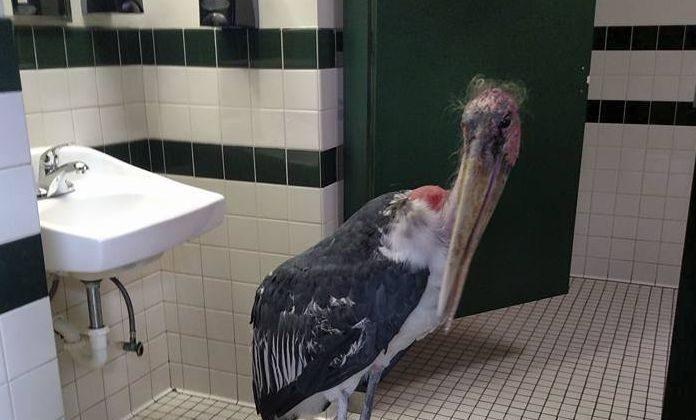 Stork Finds Refuge From Hurricane Matthew in Zoo Bathroom